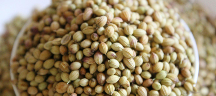 Coriander Seeds Dhania