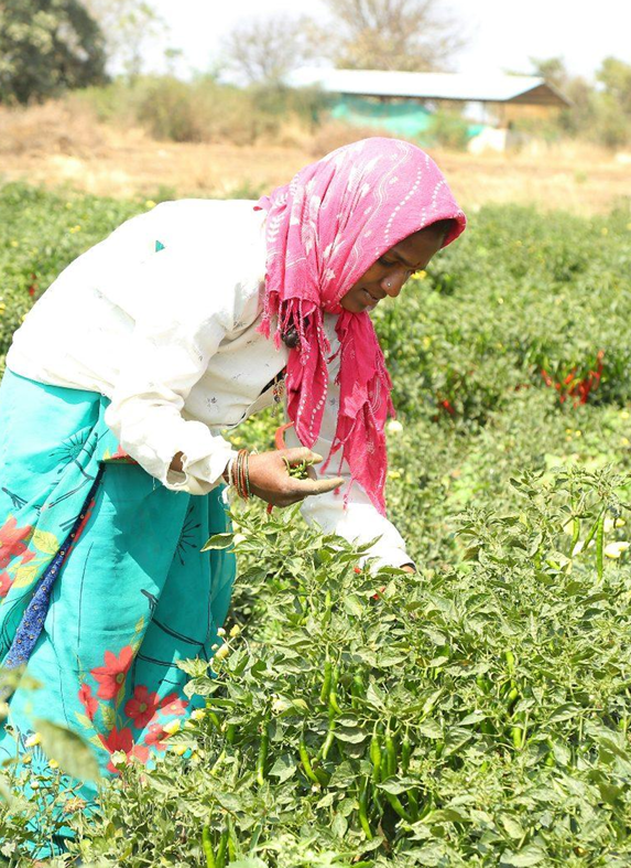 Kunshak Exports – ethical sourcing and quality testing of seeds, spices and pulses in Jaora, India