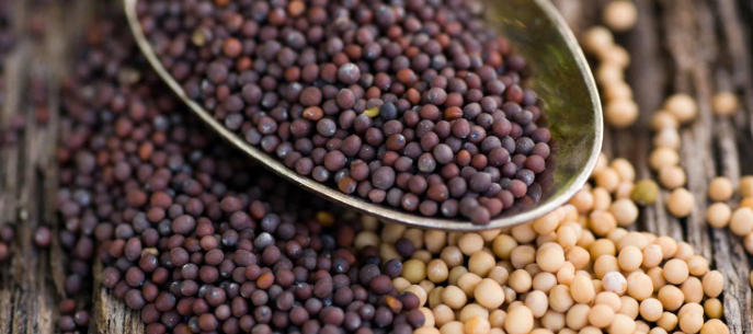 Mustard Seeds Rai