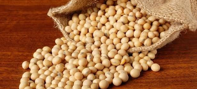 Soybean